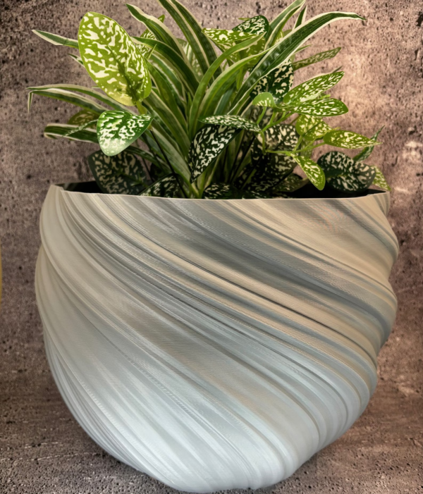 Philodendron prince